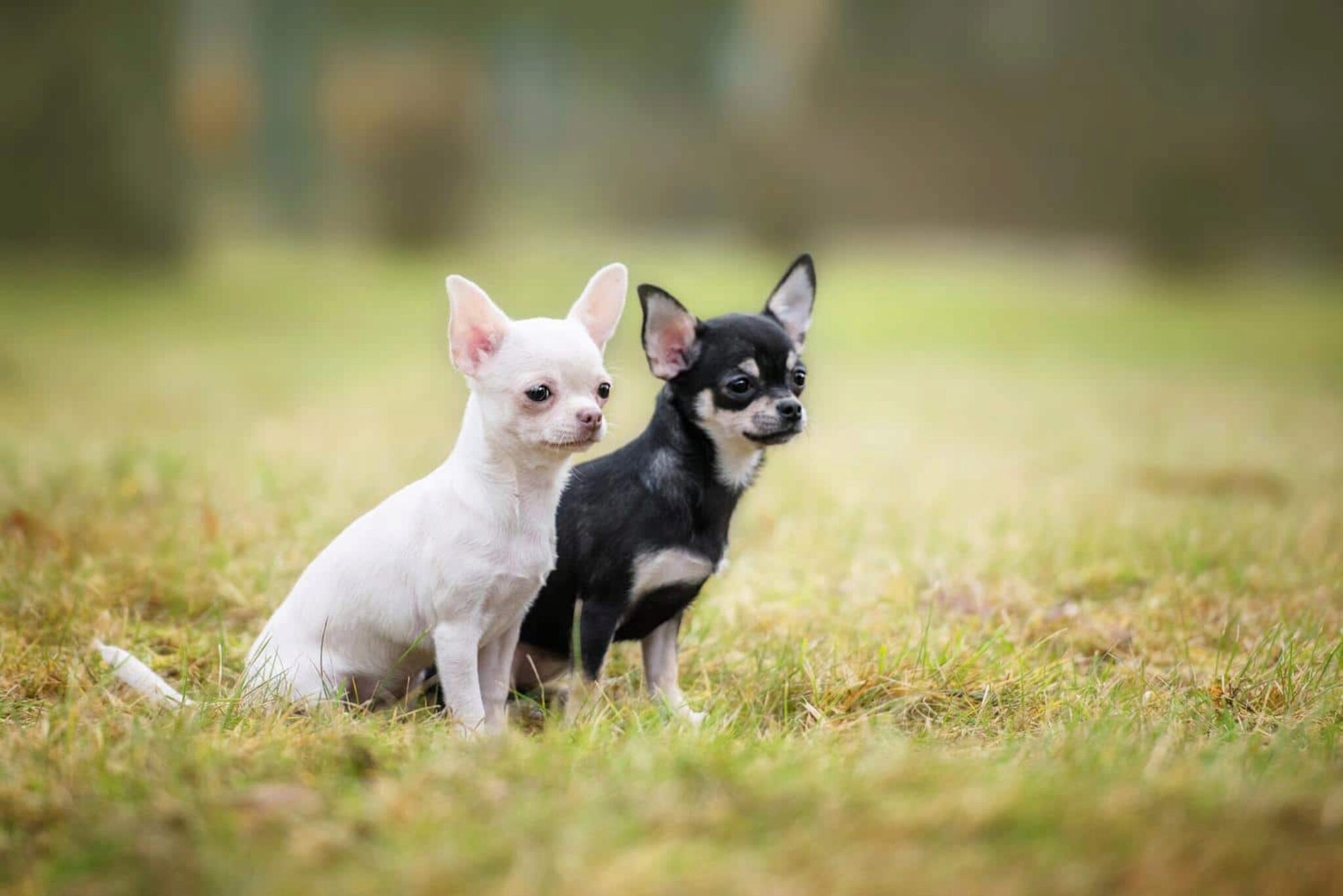 13 Möglichkeiten, Ihren Chihuahua Dazu Zu Bringen, Sie Zu Lieben