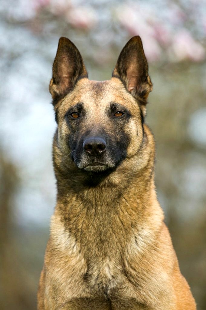 17 Gründe, Warum Deutsche Schäferhunde Gute Familienhunde Sind
