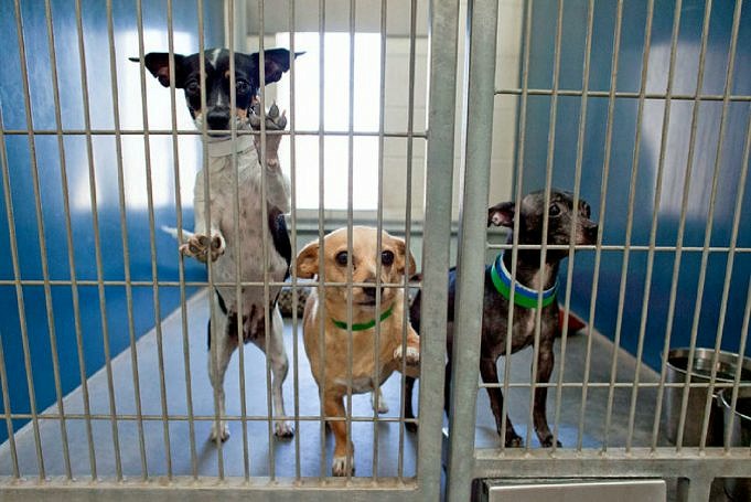 19 Gründe, Warum Es So Viele Chihuahuas In Tierheimen Gibt