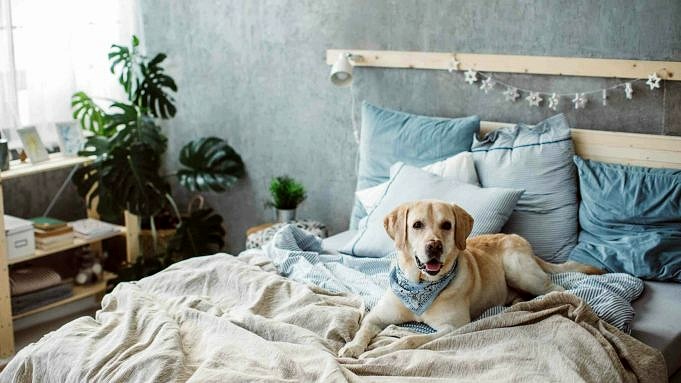 Kann Mein Chihuahua In Meinem Bett Schlafen? Vor- Und Nachteile + 3 Tipps