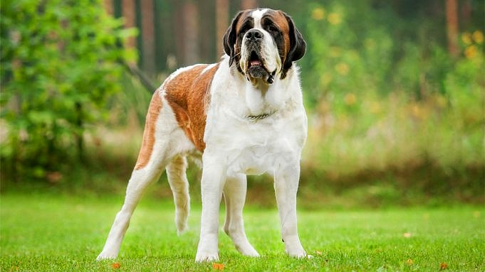 Mai 2021: Die 15 Besten Hundebetten Für Große Hunde Bewertungen - The Goody Pet
