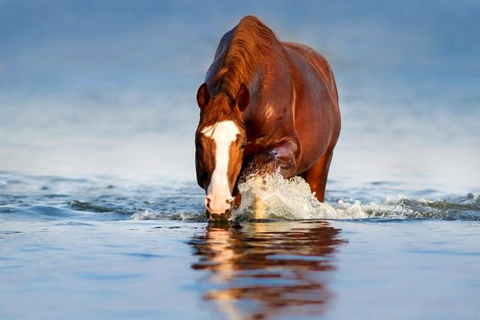 Wie Viel Wasser Trinkt Ein Pferd? Lern Mehr